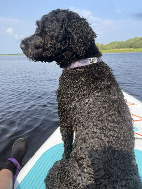 Pearl loving the water in New Brunswick
